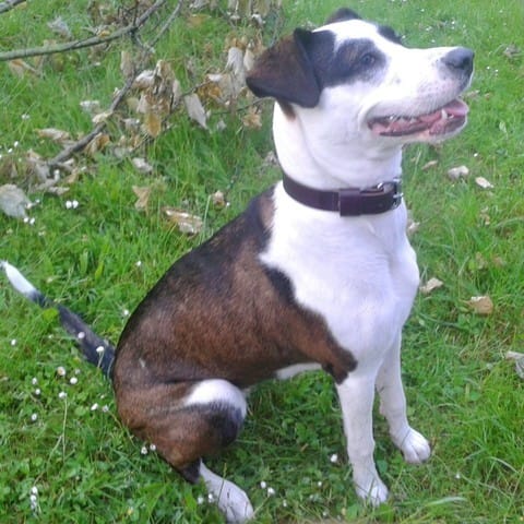 De quelles races est ma chienne?