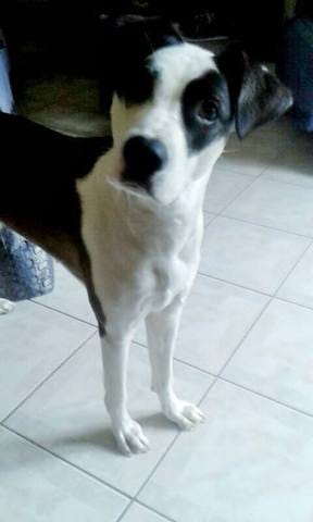 Harnais Julius K9