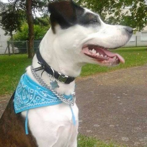 Des votes pour ma chienne