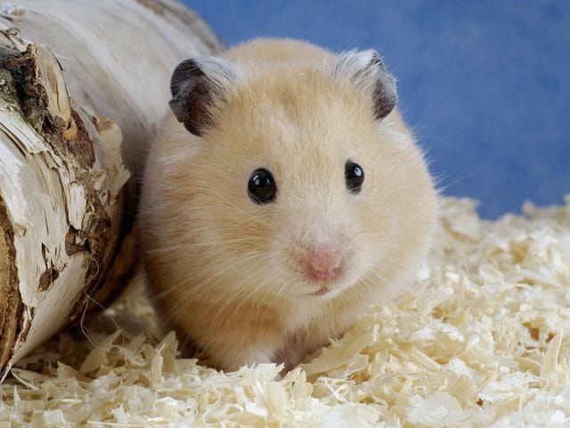 est t-il mignon ?