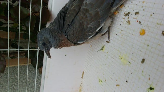 HELP !! Pigeon qui ne vole plus trouvé