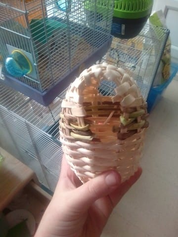 Pour quoi mes oiseau ne couve pas leur oeuf ?