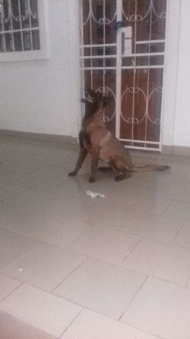 quel age apprendre à nager pour le malinois