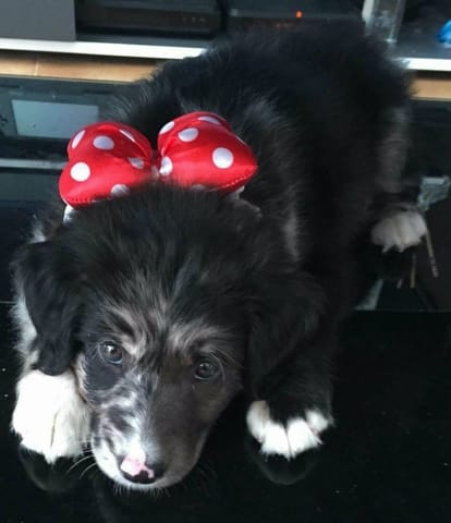 Comment va devenir mon chiot