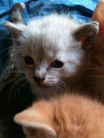 couleur chaton