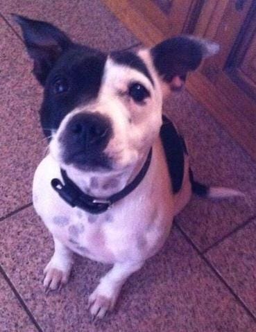 Chienne disparue ou plutot volée