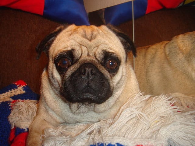 Question sur ma chienne Carlin