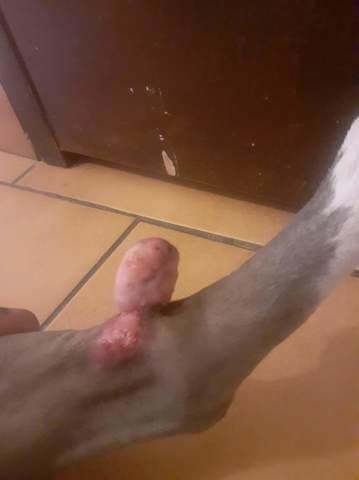 Conseil sur problème chien