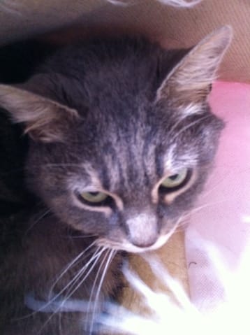 Mon chat de la SPA