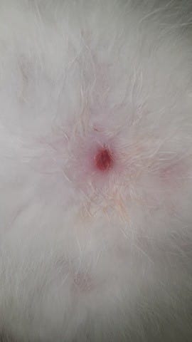 Boule rouge sous la peau