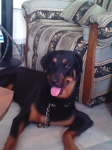 Voici quelques uns de nos chiens