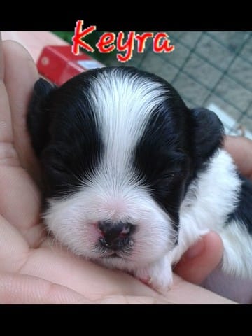 De quelle race est ma chienne ?