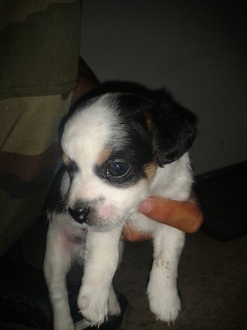 taz