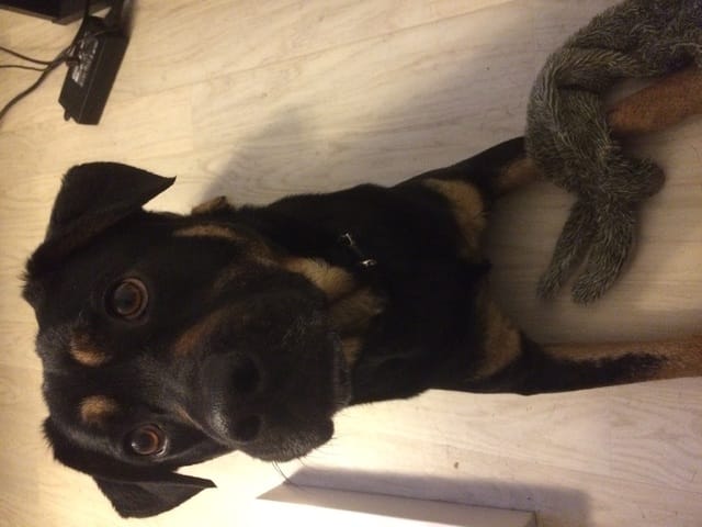 Catégorie de mon chien