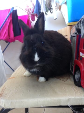 notation de mon lapin 