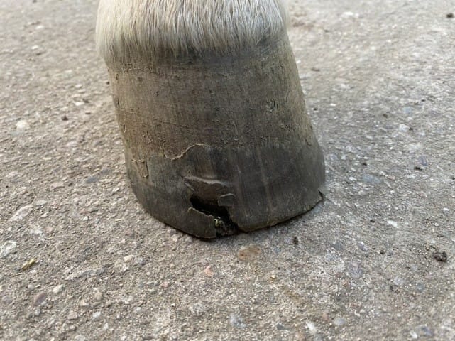 Blessure sabot durant une balade cheval ?