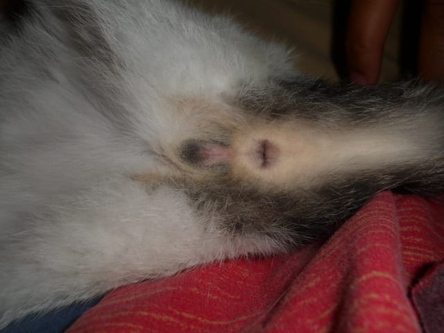 Mâle ou femelle? Chaton de 2 mois et demi