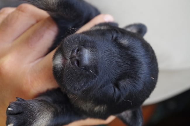 Barème de poids du chiot