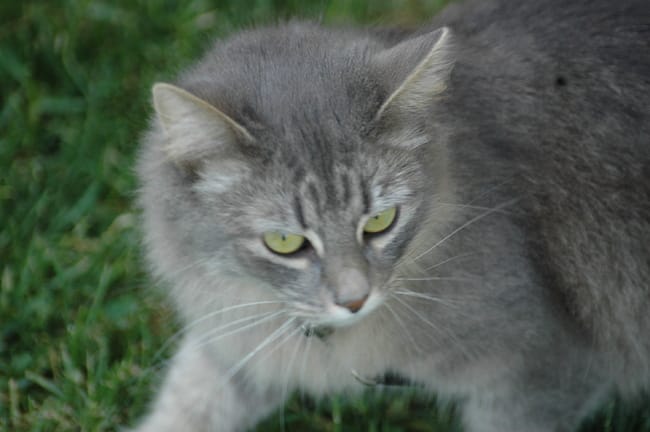 ma chatte de 1 ans a mal au rein  suite a un accouplement 