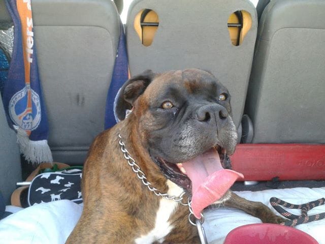 j'aime mon boxer