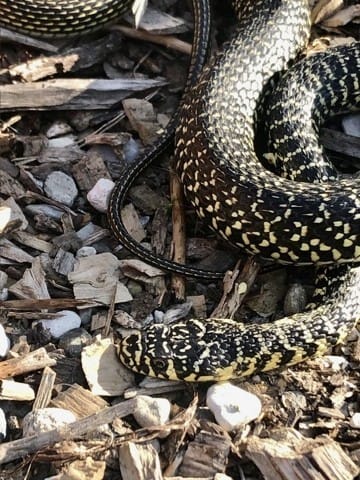 Quelle variété est ce ?