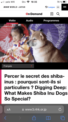 Reportage shiba inu