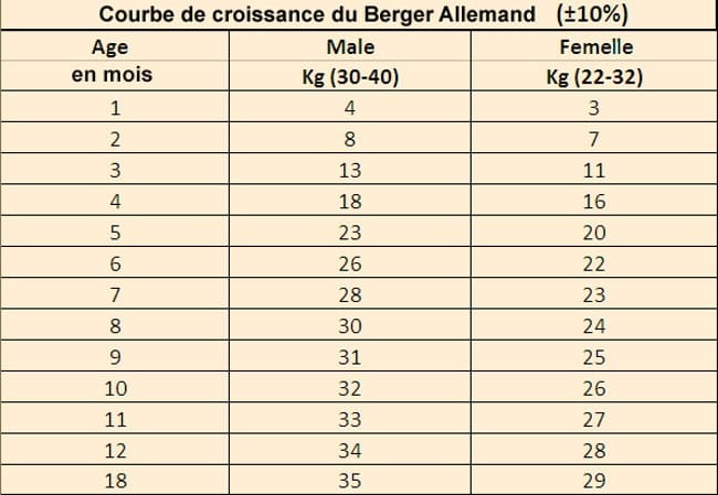 Chiot Berger Allemand trop petit ?