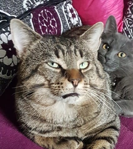 Mon chat a perdu son oeil ?