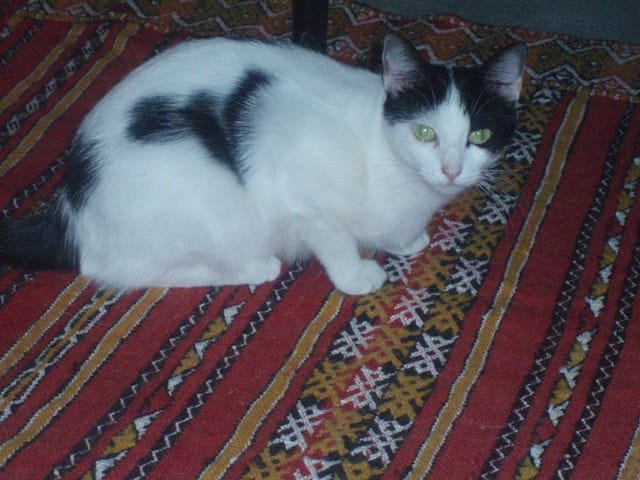 Ma chatte kikine a disparu !