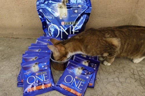 Croquettes Purina One