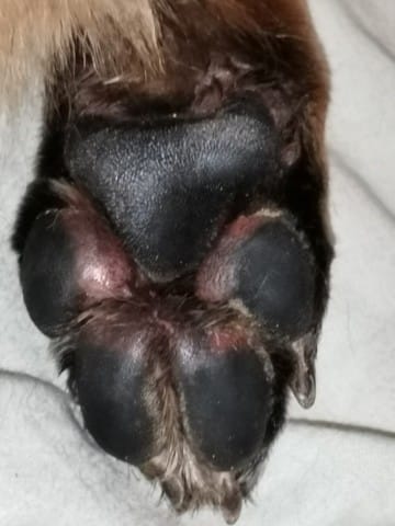 Irritation coussinet, chien qui boîte.