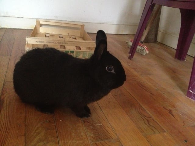 Gaya la première fille de la maison ;) ( il faut que j'arrête de prendre des ptit Loulou ) :) 