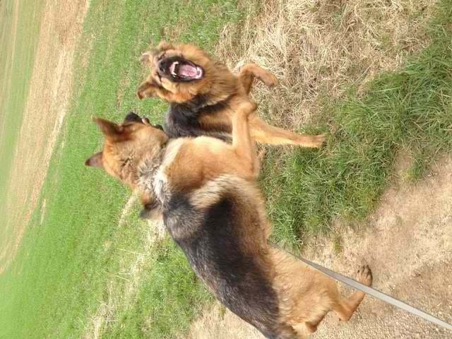 Une chienne se souvient telle de ses petit ? 