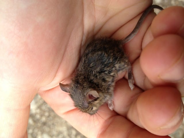 Petite souris :) 