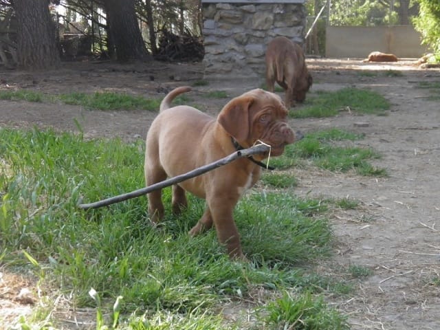 besoin de renseignement dogue de bordeau ( i-pod)