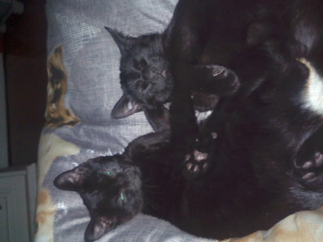 deux chaton de trouver :) a votre avis quelle âge on til?? 