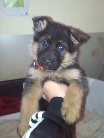 et un jour petit chiot devient grande ... 