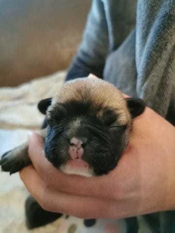 Couleur de truffe qui change ou non ?