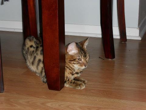 Chat de 6 mois mal propre