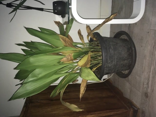 Sécuriser la maison, pertes de poils..
