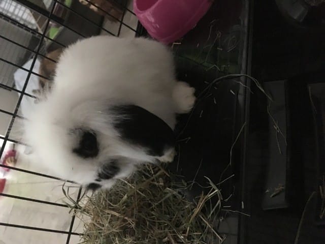 Nouveau copain pour ma lapine