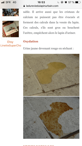 Ma lapine a des urines bizarres