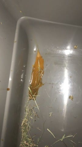 Urine de ma lapine orange, urgence ?