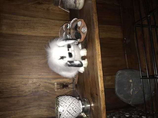 Est ce un lapin bélier