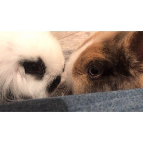 Mon lapin mâle, lèche tout, est ce normal