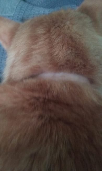 Absence poils au niveau du collier