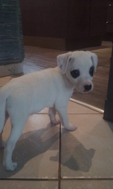 En combien de temps en moyenne un chiot devient il propre ?