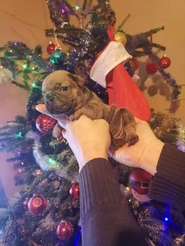 Doute sur un bouledogue...