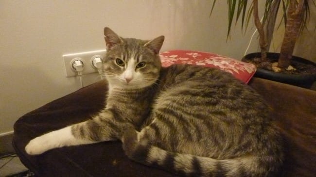 perte de poil apres blessure