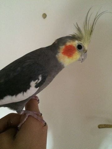 2 questions importante : Husky + Calopsitte